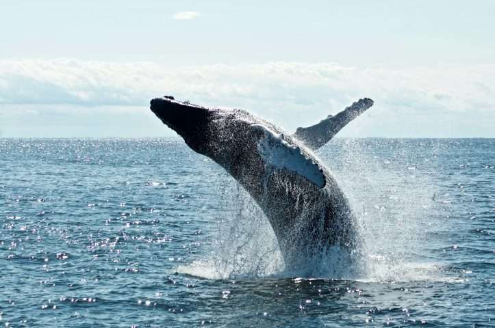 Halifax whale watching spots and guide.