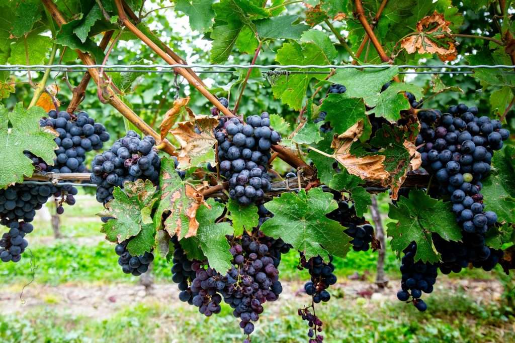 Grapes from the oldest farm winery in Nova Scotia.